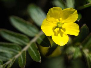 tribulus-terrestris-potenzmittel